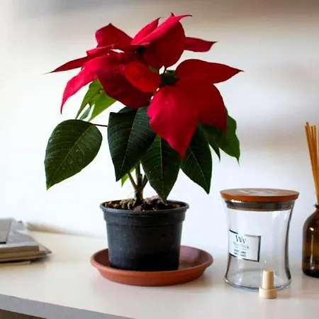 Διαμέρισμα Getaway For Two - Dubrovnik Area Nova Mokosica