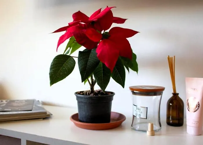 Διαμέρισμα Getaway For Two - Dubrovnik Area Nova Mokosica